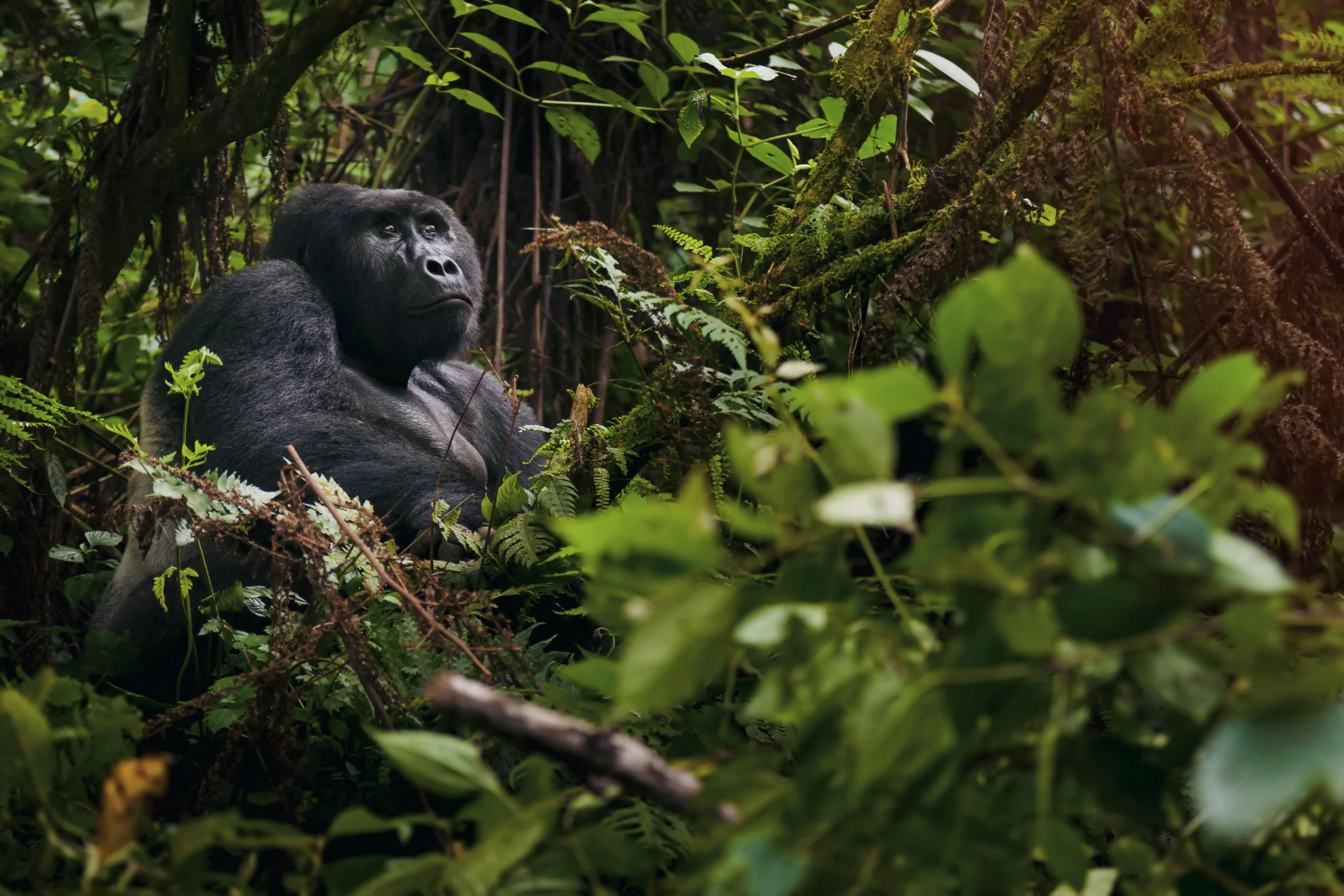 Uganda gorilla Permits