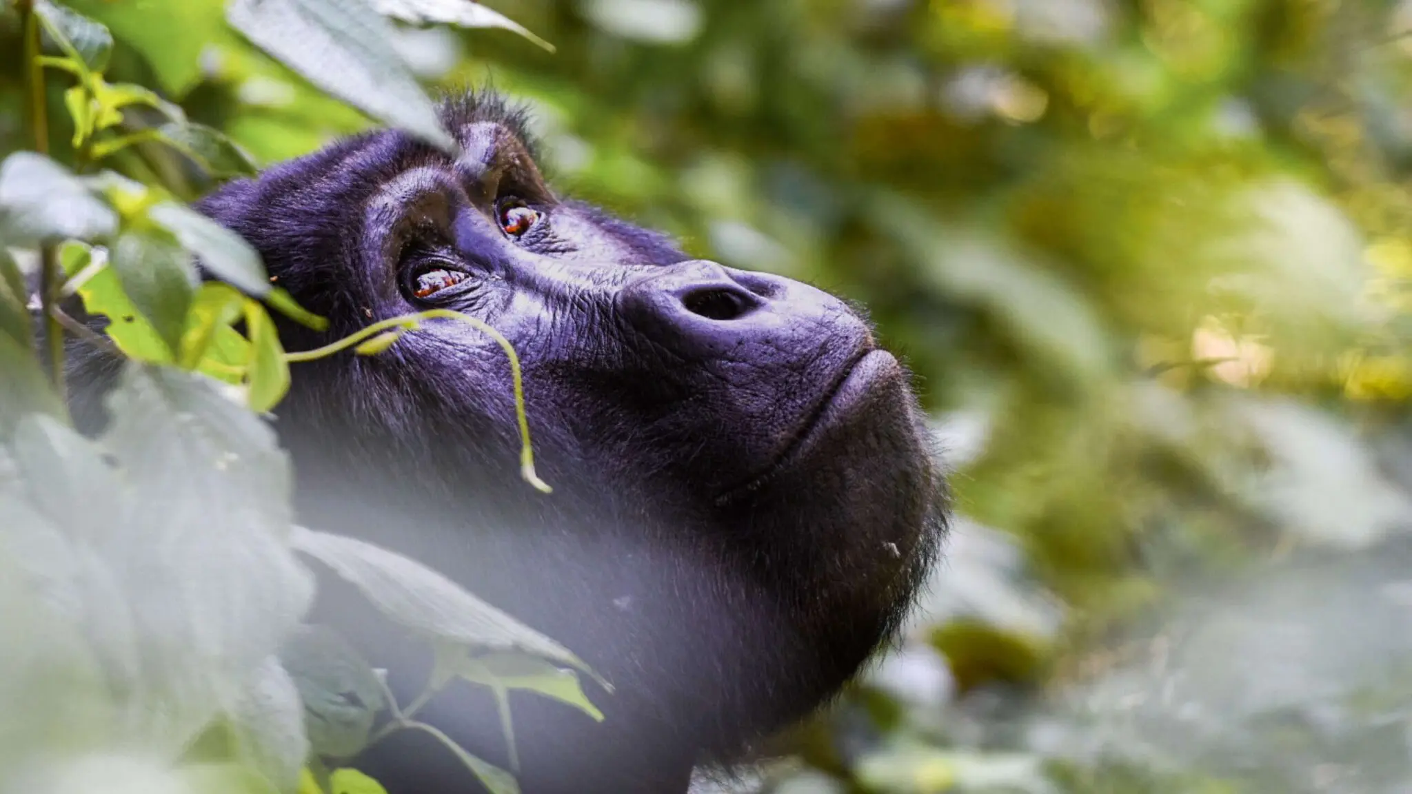 Uganda gorilla permits