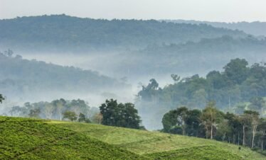 5-Day Classic Uganda: Gorillas & Tree-Climbing Lions